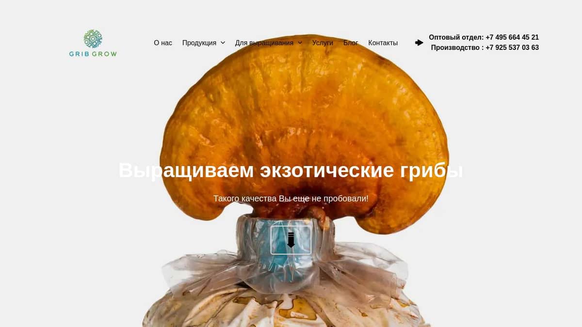 Мицелий Рейши. Купить мицелий рейши оптом